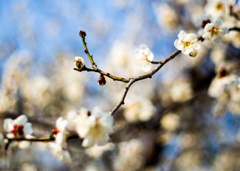 Close-up of snow on branch