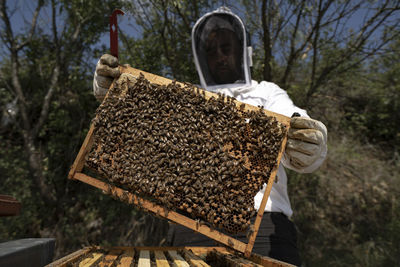 Wide angle, beekeeper looking at honeycomb in frame