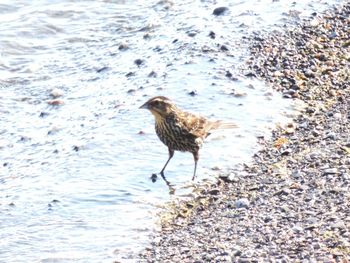 High angle view of bird on beach