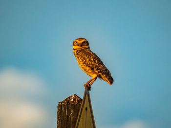 Low angle view of bird perching against clear blue sky