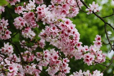 Close-up of pink flowers blooming on tree