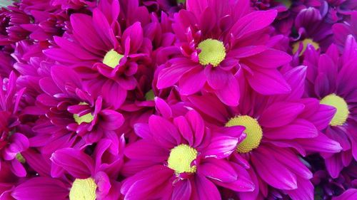 Close-up of pink dahlia blooming outdoors