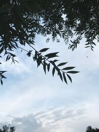 Low angle view of silhouette leaves against sky
