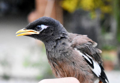 Close-up of bird perching outdoors