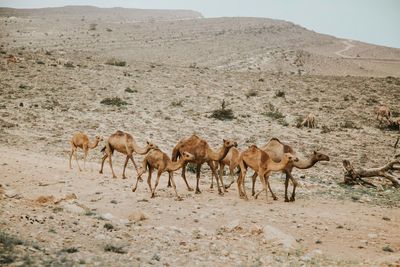 Camels in a desert