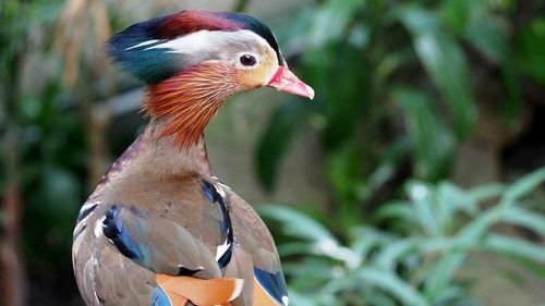 Close-up of bird