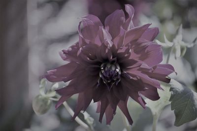 Close-up of purple flowering plant