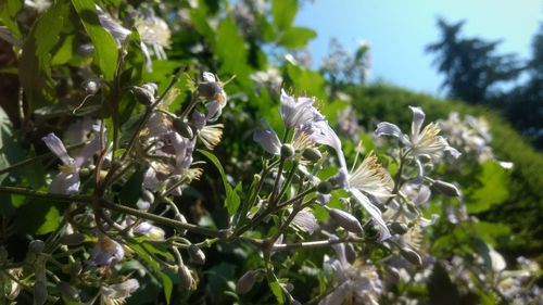 Close-up of white flowering plant