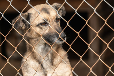 Close-up of horse in cage at zoo