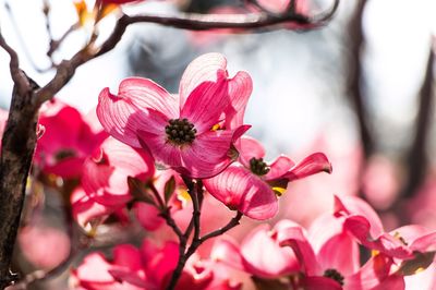 Close-up of pink flowers