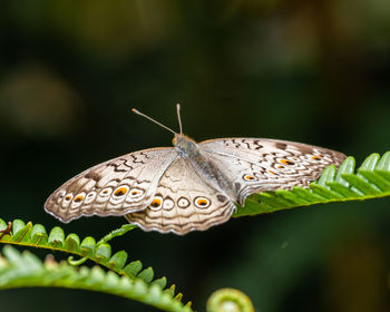 Close-up of butterfly on leaves