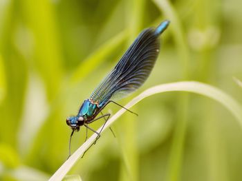 Close-up of damselfly on grass