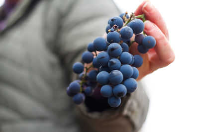 Woman holding bunch grape. red wine grapes on vine in vineyard, close-up. winemaker harvesting 