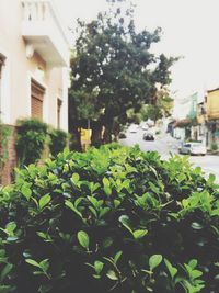 View of plants and trees