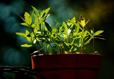 Close-up of potted plant