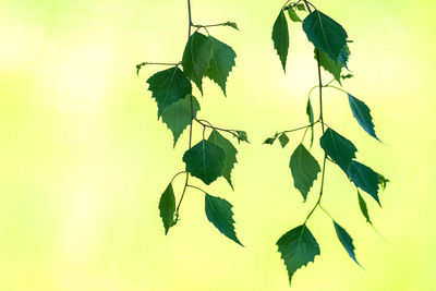 Close-up of leaves against sky