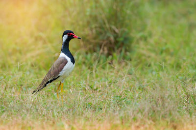 Bird on field