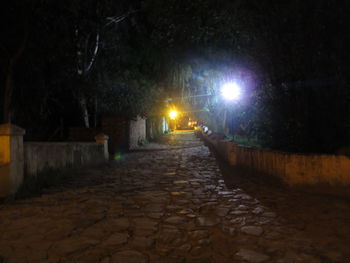 Illuminated trees at night