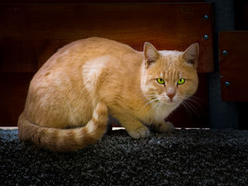 Portrait of brown cat on footpath