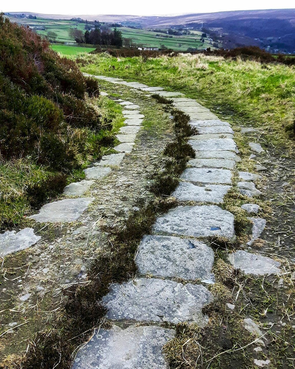 the way forward, tranquility, tranquil scene, high angle view, nature, beauty in nature, landscape, scenics, road, diminishing perspective, water, grass, plant, growth, day, vanishing point, outdoors, no people, stream, green color