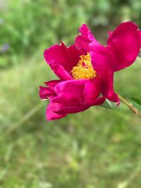 Close-up of red flower blooming outdoors