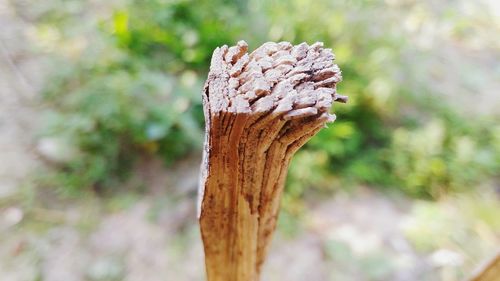 Close-up of tree stump