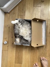 Cat relaxing on floor at home