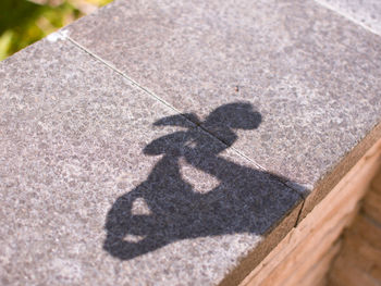 High angle view of shadow on plant on sunny day