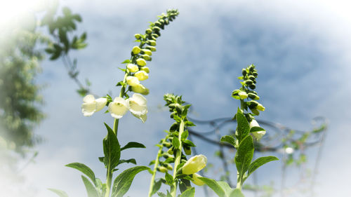 Close-up of flowering plant