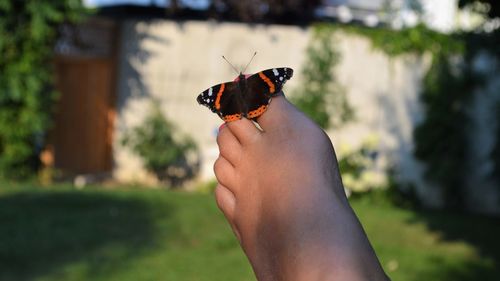 Close-up of hand holding butterfly