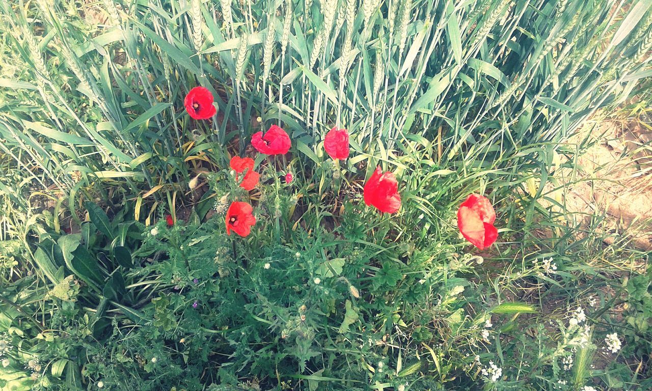 red, flower, freshness, growth, field, plant, poppy, beauty in nature, nature, fragility, high angle view, grass, petal, day, no people, growing, agriculture, rural scene, flower head, blooming