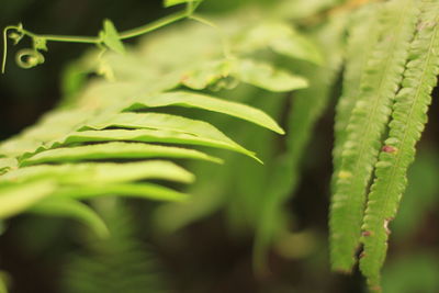 Close-up of fresh green leaves