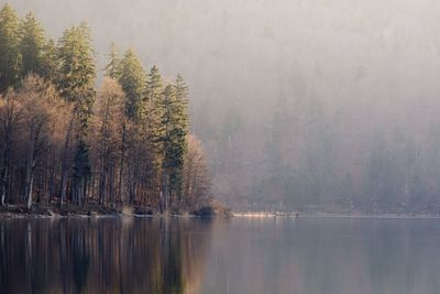 Scenic view of lake in forest