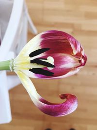 Close-up of pink flower