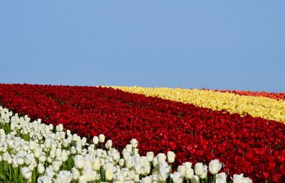 Red flowers blooming on field against clear sky