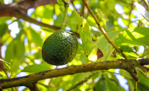 Low angle view of avocado fruit hanging on tree