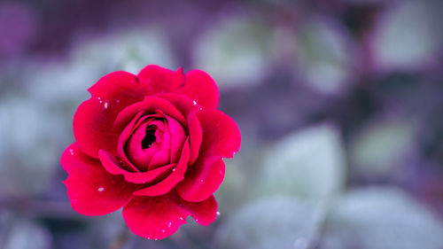 Close-up of pink rose