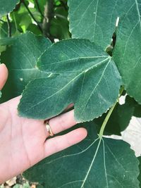 Close-up of hand holding leaves