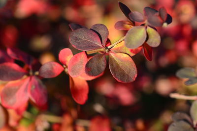 Close-up of red berries on plant during autumn