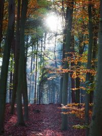 Sunlight streaming through trees in forest