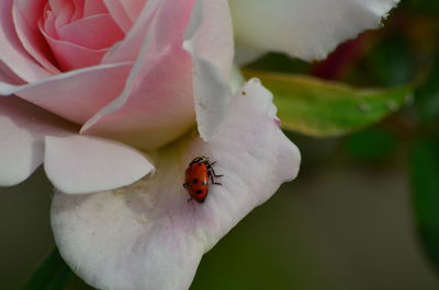 Close-up of insect on flower