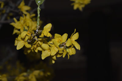 Close-up of yellow flower