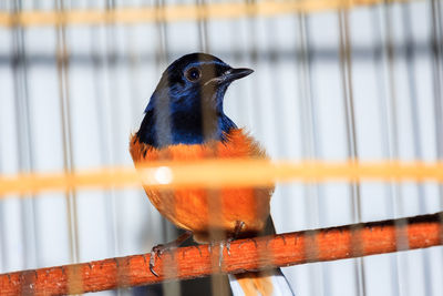 Close-up of bird perching on railing