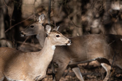 Close-up of deer