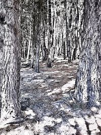 Trees in forest