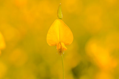 Close-up of yellow flowering plant