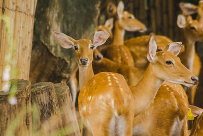 Deer in a field