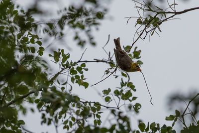 Low angle view of bird perching on branch