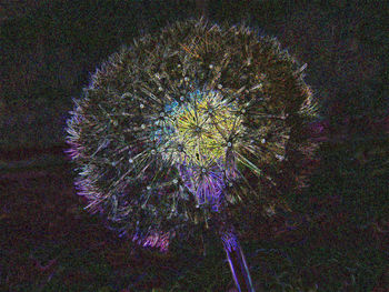 High angle view of flowering plant on field