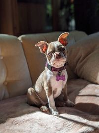 Portrait of dog sitting on sofa